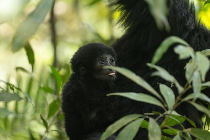 1 Day Ethical Jungle Trek in Bukit Lawang at Sumatra - Fruit, coffee, and a jungle lunch