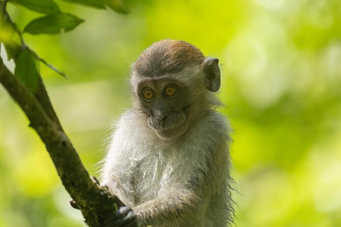 1 Day Ethical Jungle Trek in Bukit Lawang at Sumatra - The afternoon test: steep ground and fewer animals