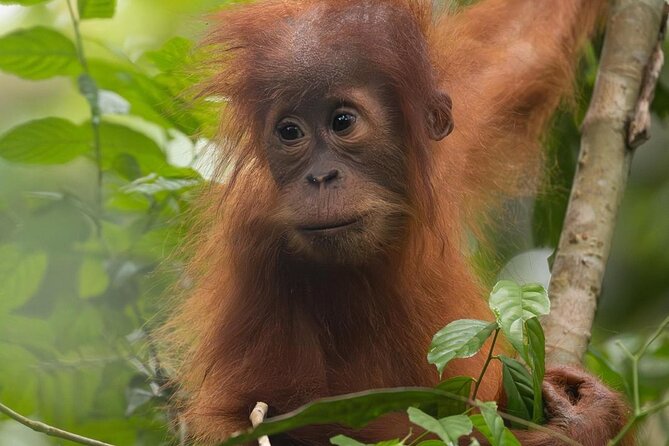 1 Day Ethical Jungle Trek in Bukit Lawang at Sumatra - Ending with traditional rafting