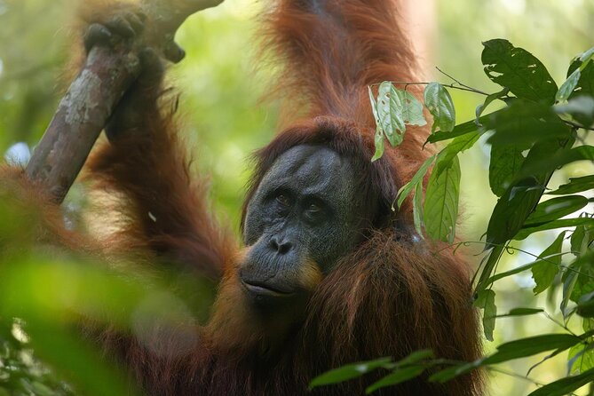 1 Day Ethical Jungle Trek in Bukit Lawang at Sumatra - What $93.92 buys you