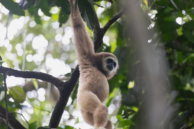 1 Day Ethical Jungle Trek in Bukit Lawang at Sumatra - Walking the forest with a local guide