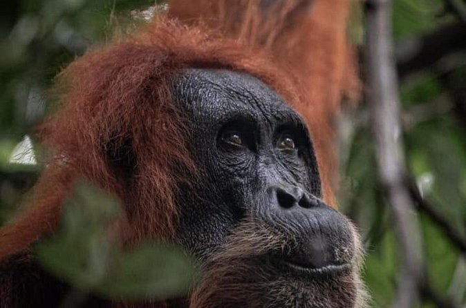 1 Day Ethical Jungle Trekking - What the guides add to the day