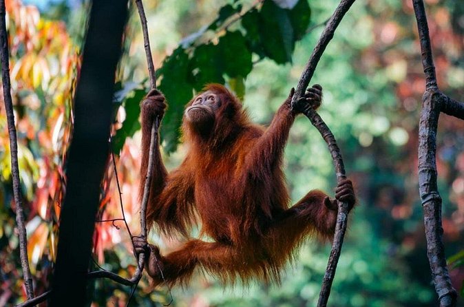 1 Day Ethical Jungle Trekking - Lunch in the forest