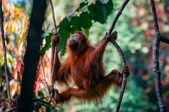 1 Day Ethical Jungle Trekking - Walking through Gunung Leuser National Park