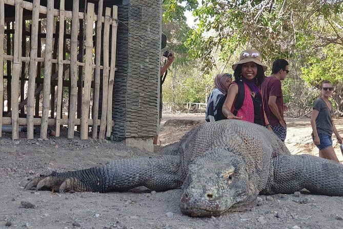 1- day Komodo Island Hopping Tour by Speed Boat departure From Labuan bajo - Pink Beach and Its Half-Hour Pause