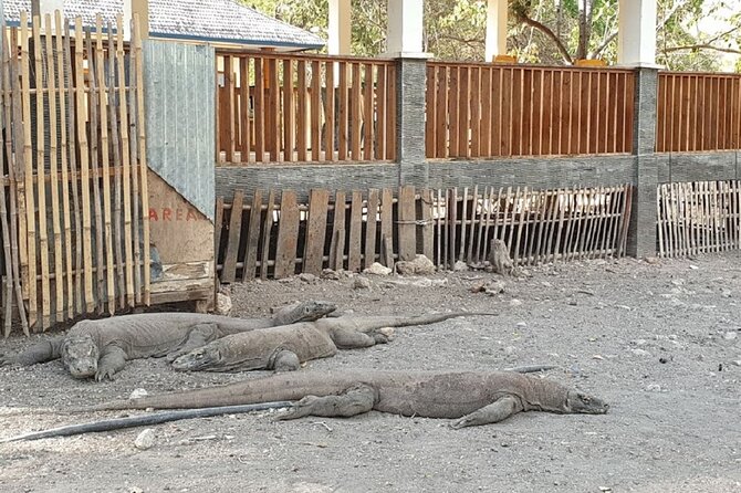 1- day Komodo island Tour hopping around by Speed Boat - Komodo Island and Loh Liang’s ranger walk