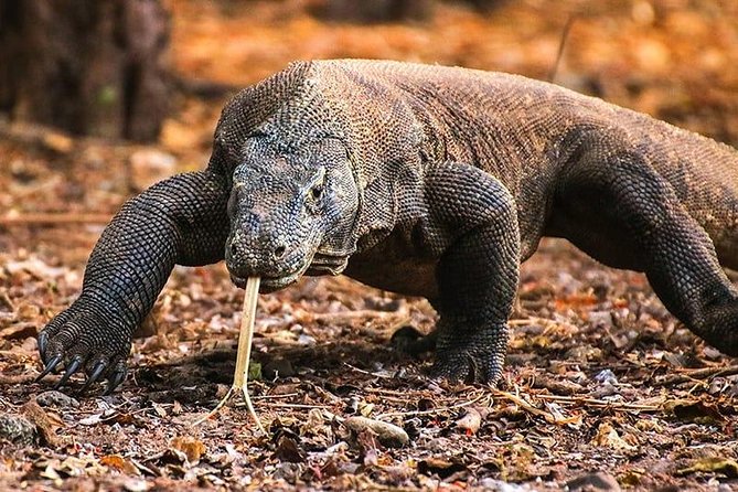 1 Day Komodo Trip by Private Fast Boat - Padar Island: the day’s best uphill view