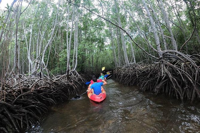 1 Hour Mangrove Tour From Lembongan with Kayak, Paddle, or Boat - Key points to know before you go