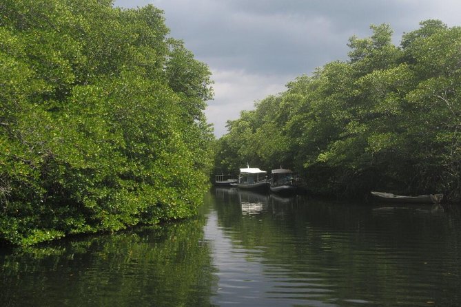 1 Hour Mangrove Tour From Lembongan with Kayak, Paddle, or Boat - Getting to the mangrove from your hotel