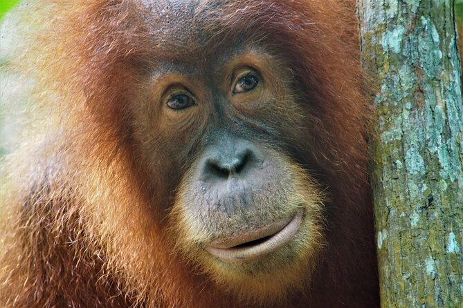 2-Day Jungle Trekking & Rafting in North Sumatra - Key points to know before booking
