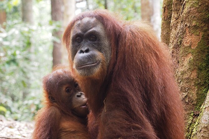 2-Day Jungle Trekking & Rafting in North Sumatra - Camping under the jungle sky