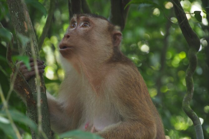 2-Day Jungle Trekking & Rafting in North Sumatra - Day two: a slower morning or more trekking