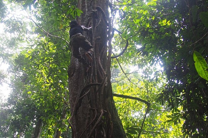 2-Day Jungle Trekking & Rafting in North Sumatra - Group size, guides, and comfort level