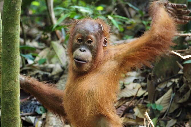 2-Day Jungle Trekking & Rafting in North Sumatra - Walking into Gunung Leuser National Park