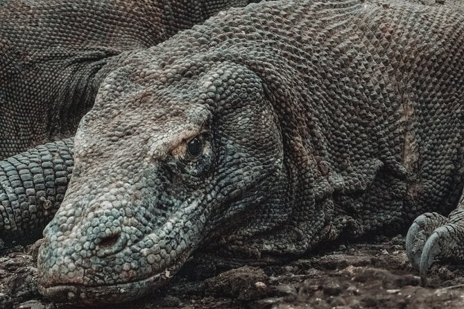 2-Day Komodo National Park and Rinca Island Wildlife Adventure from Bali - Why this Komodo side trip is worth considering