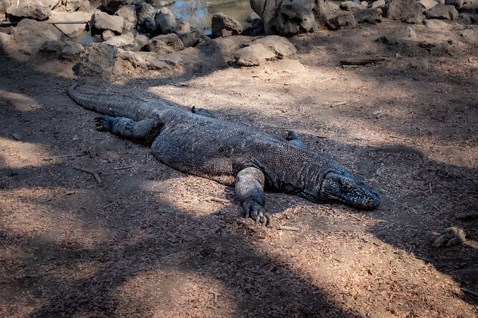2-Day Komodo National Park and Rinca Island Wildlife Adventure from Bali - Rinca Island: the best chance to see Komodo dragons