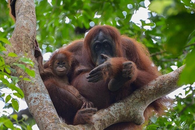 2 Days 1 Night Ethical Jungle Trekking - Key points to know before you book