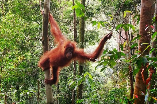 2 Days 1 Night Ethical Jungle Trekking - What this two-day jungle trip is really like