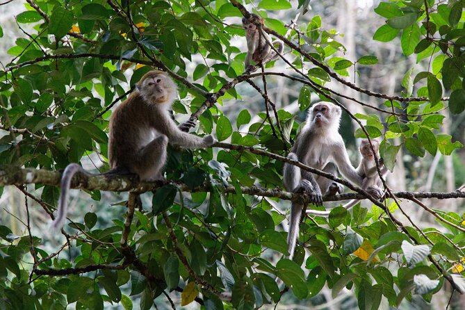 2 Days 1 Night Ethical Jungle Trekking - A six-to-seven-hour first day on foot
