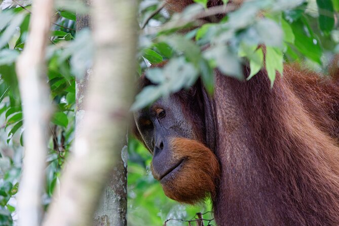 2 Days 1 Night Ethical Jungle Trekking - Day two brings plants, animals, and the return route