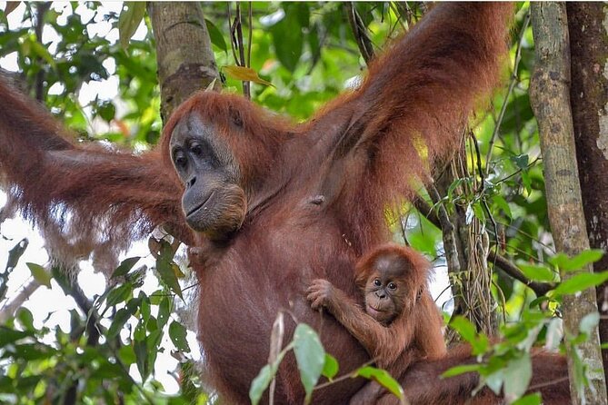 2 Days 1 Night Ethical Jungle Trekking - What the $207.79 price includes