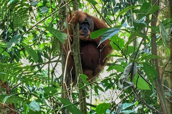 2 Days 1 Night Ethical Jungle Trekking - Starting at 8:30 am in Bukit Lawang