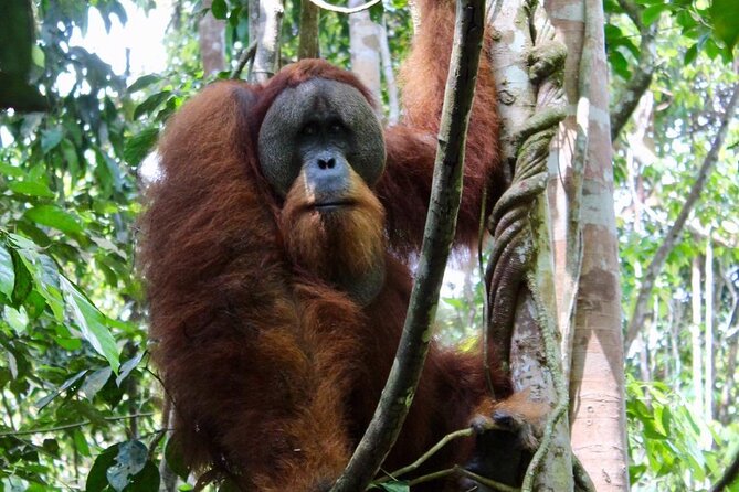 2 Days 1 Night in THE JUNGLE Mount Leuser ( See ORANGUTAN) - Key points to know before you book