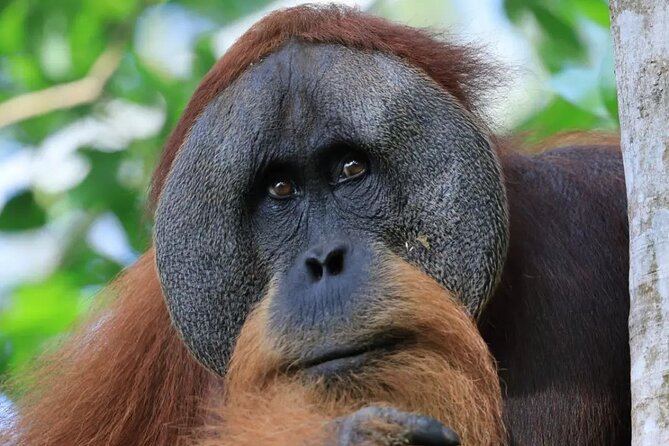 2 Days 1 Night in THE JUNGLE Mount Leuser ( See ORANGUTAN) - Entering Gunung Leuser from Bukit Lawang