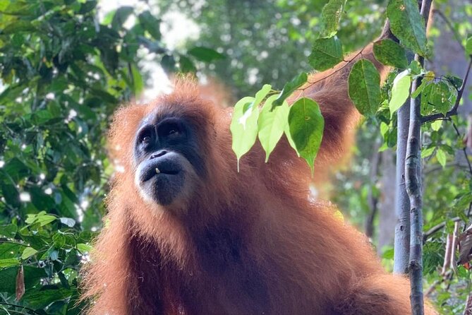 2 Days 1 Night in THE JUNGLE Mount Leuser ( See ORANGUTAN) - Traditional rafting back to Bukit Lawang