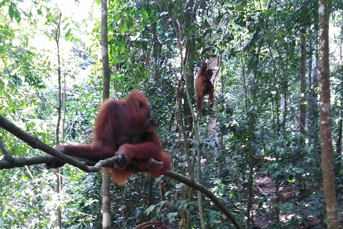 2 Days 1 Night in THE JUNGLE Mount Leuser ( See ORANGUTAN) - The physical side of the trek