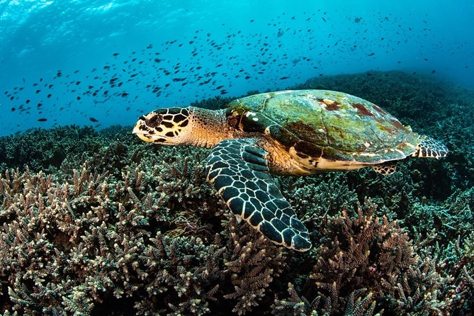 2 Days Discover Scuba Diving in Nusa Lembongan - Scuba Initiation - Facilities, meeting point, and practical planning