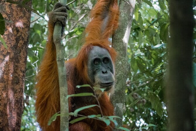 2 Days Ethical Jungle Trek in Sumatra - Key points to know before booking