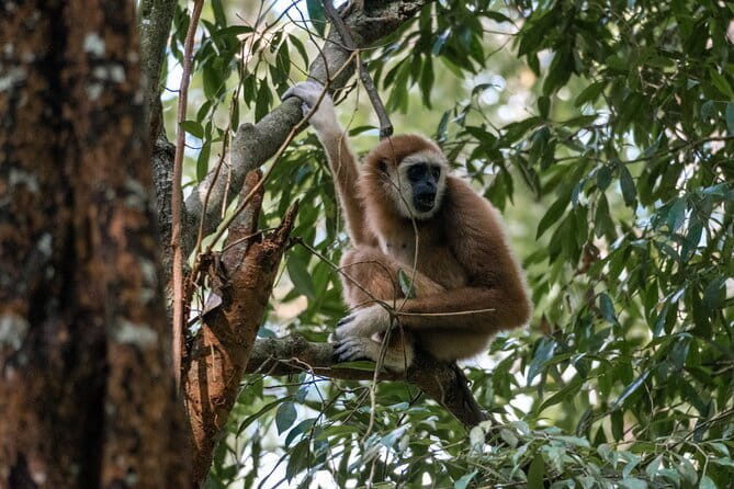 2 Days Ethical Jungle Trek in Sumatra - Starting at 9:00 in Bukit Lawang