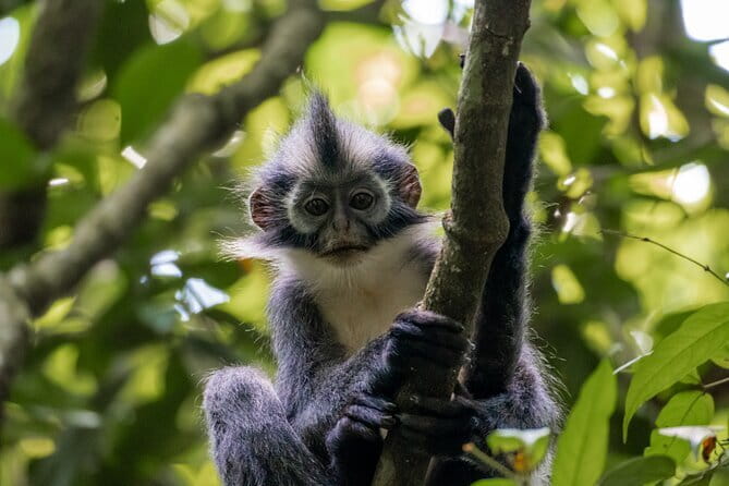 2 Days Ethical Jungle Trek in Sumatra - Two days on foot, one night under the trees