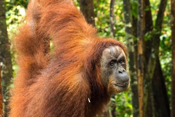 2 Days Ethical Jungle Trek in Sumatra - The jungle taxi back to Bukit Lawang