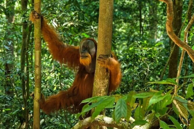 2 Days Ethical Jungle Trek in Sumatra - Who will enjoy this trek most