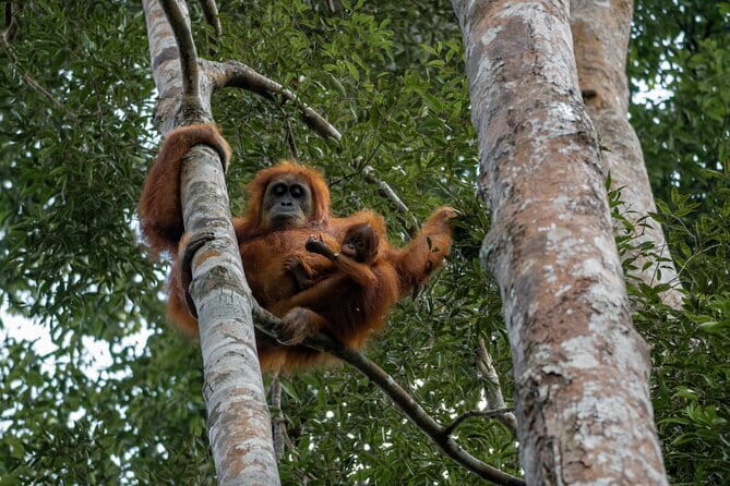 2 Days Ethical Jungle Trek in Sumatra - What to pack and confirm