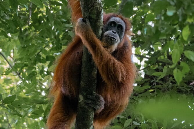 2 Days Ethical Jungle Trek in Sumatra - Entering Gunung Leuser National Park