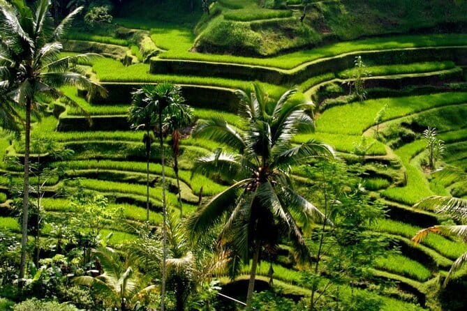 2 Days Mount Batur Sunrise Trekking With Private Ubud Day Tour - Drivers, guides, and the value of the transfer