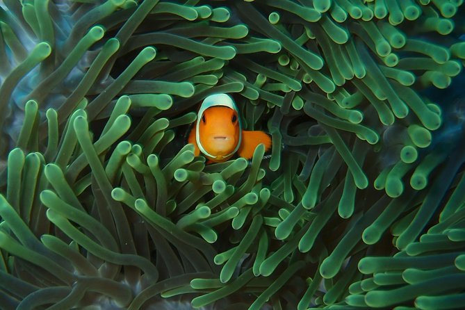 2 or 3 dives in Nusa Lembongan and Penida, for certified diver (in Lembongan) - Why Nusa Lembongan is a smart base