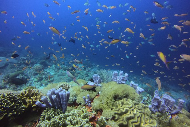 2 or 3 dives in Nusa Lembongan and Penida, for certified diver (in Lembongan) - Manta Point: the main reason to go