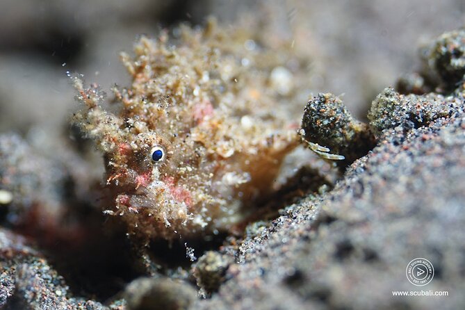 2 or 3 dives in Nusa Lembongan and Penida, for certified diver (in Lembongan) - Gamat Bay and the value of a third session