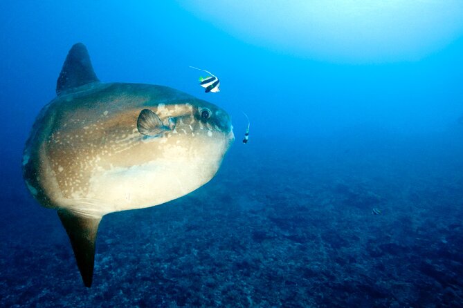 2 or 3 dives in Nusa Lembongan and Penida, for certified diver (in Lembongan) - What is included for $105