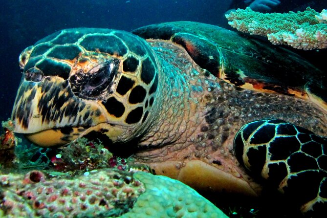 2 PADI Certified Dives at Tulamben from Bali - Stop one: Bali Breizh Divers and the morning coral garden