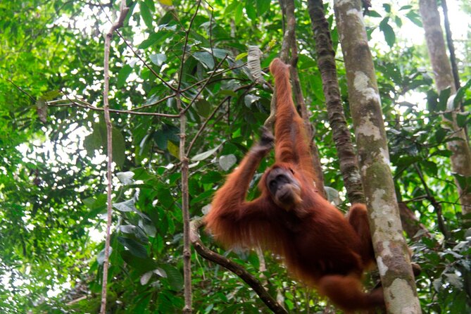 2D1N Jungle Trek | 2 Night accommodation | Pick up and drop off - From Medan to Bukit Lawang in four hours