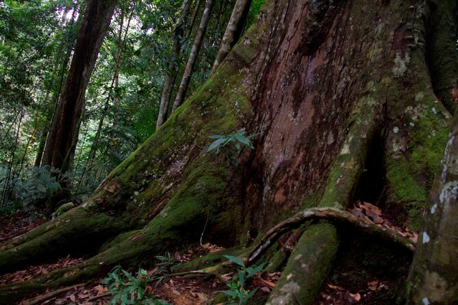 2D1N Jungle Trek | 2 Night accommodation | Pick up and drop off - Booking details and cancellation