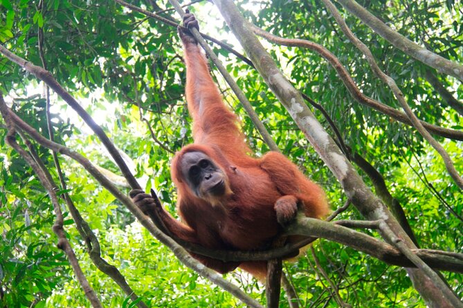 2D1N Jungle Trek | 2 Night accommodation | Pick up and drop off - Two days among the trees of Gunung Leuser