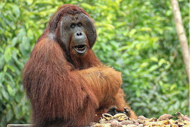 2Ns Orangutan Kelotok Tour in Tanjung Puting Kalimantan - Borneo - Day 3: Cruising back to Pangkalan Bun