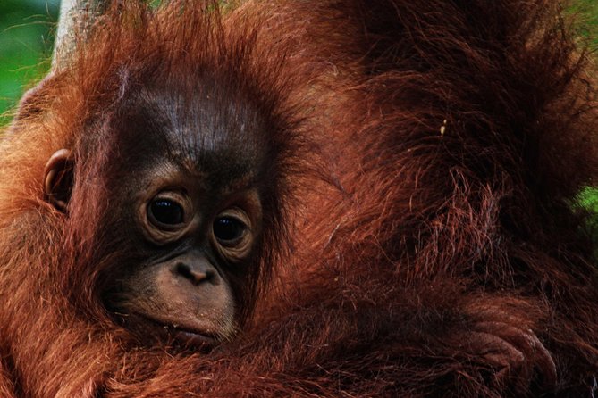 2Ns Orangutan Kelotok Tour in Tanjung Puting Kalimantan - Borneo - What the $444 price really covers