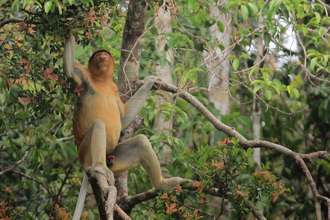 2Ns Orangutan Kelotok Tour in Tanjung Puting Kalimantan - Borneo - The good and the less comfortable parts